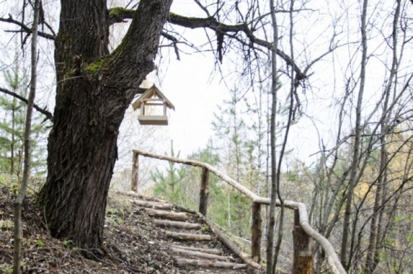 На Тарских увалах цветут орхидеи и прилетают из Африки перелётные бабочки