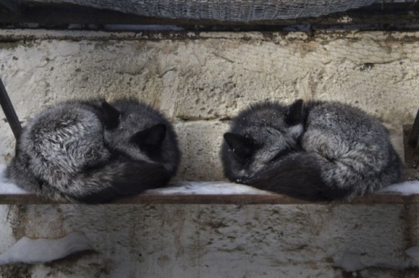 С новым домом! В Большереченском зоопарке тигров поздравили с новосельем