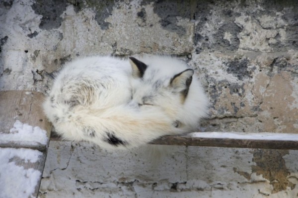 Большереченский зоопарк в пандемию. Как поживают питомцы?