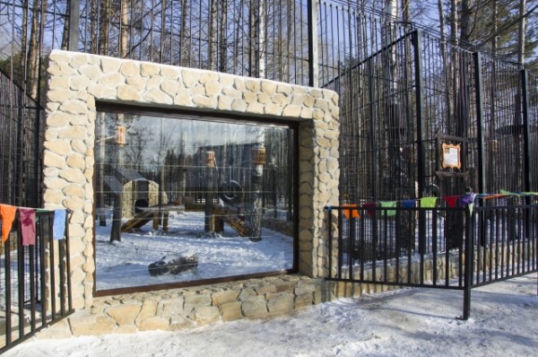 С новым домом! В Большереченском зоопарке тигров поздравили с новосельем