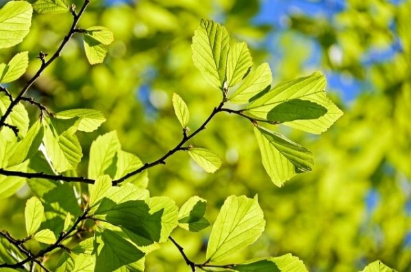 Омская «ТГК-11» сдала более 5 тонн макулатуры в обмен на новые деревья