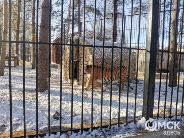 Амурские тигры за стеклом: в Большереченском зоопарке идёт большая стройка