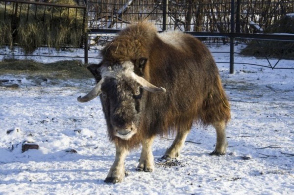 С новым домом! В Большереченском зоопарке тигров поздравили с новосельем