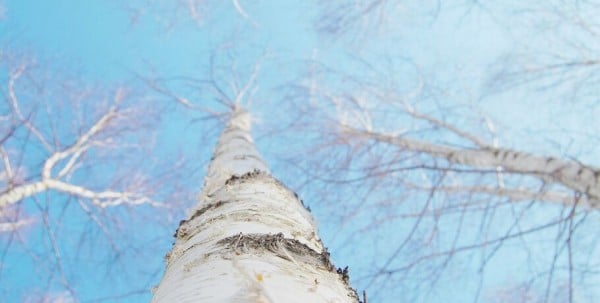 "Лёха из деревни" заинтересовался дорогами и зарплатами