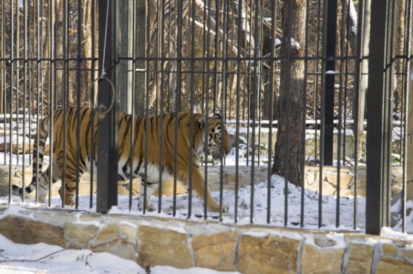 С новым домом! В Большереченском зоопарке тигров поздравили с новосельем