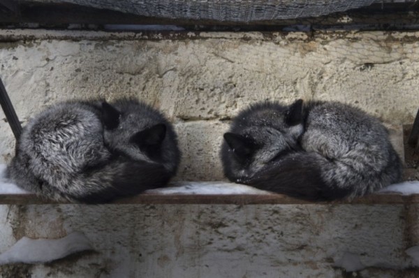 Большереченский зоопарк в пандемию. Как поживают питомцы?