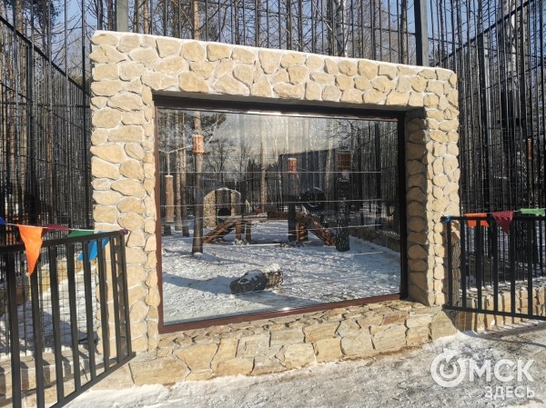 Амурские тигры за стеклом: в Большереченском зоопарке идёт большая стройка