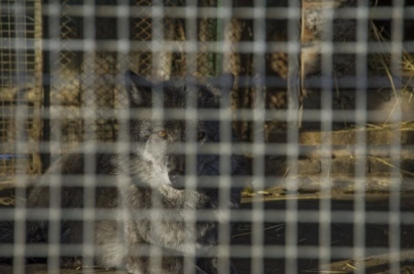 С новым домом! В Большереченском зоопарке тигров поздравили с новосельем