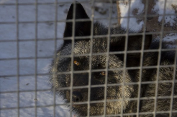 Большереченский зоопарк в пандемию. Как поживают питомцы?
