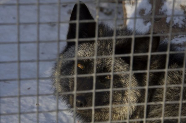 С новым домом! В Большереченском зоопарке тигров поздравили с новосельем