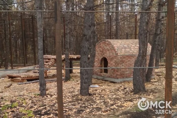 Амурские тигры за стеклом: в Большереченском зоопарке идёт большая стройка