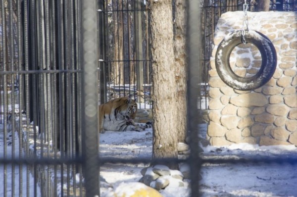С новым домом! В Большереченском зоопарке тигров поздравили с новосельем