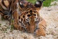 С новым домом! В Большереченском зоопарке тигров поздравили с новосельем