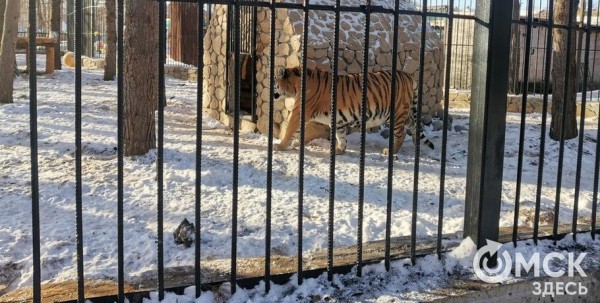 В Большереченском зоопарке поселилась чёрная красавица В Большереченском зоопарке поселилась чёрная красавица
