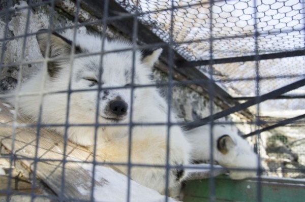 Большереченский зоопарк в пандемию. Как поживают питомцы?