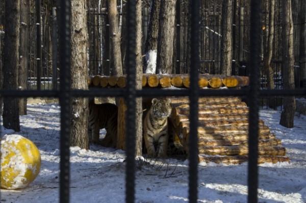 С новым домом! В Большереченском зоопарке тигров поздравили с новосельем