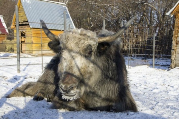 С новым домом! В Большереченском зоопарке тигров поздравили с новосельем