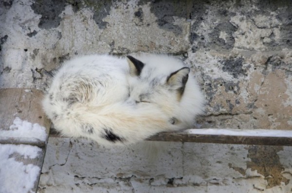 С новым домом! В Большереченском зоопарке тигров поздравили с новосельем