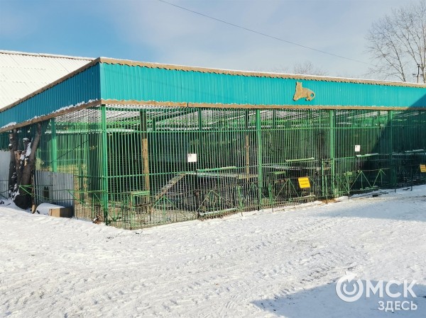 Амурские тигры за стеклом: в Большереченском зоопарке идёт большая стройка