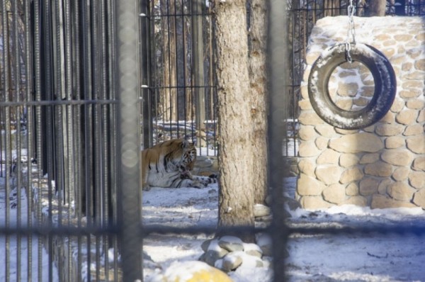 Большереченский зоопарк в пандемию. Как поживают питомцы?