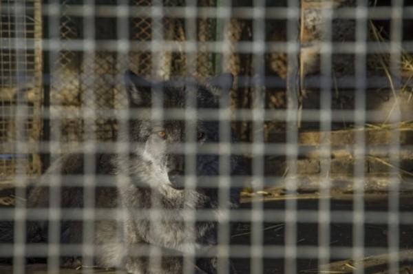 Большереченский зоопарк в пандемию. Как поживают питомцы?