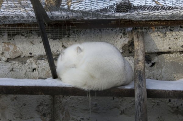 С новым домом! В Большереченском зоопарке тигров поздравили с новосельем