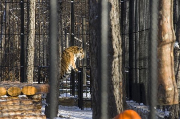 С новым домом! В Большереченском зоопарке тигров поздравили с новосельем
