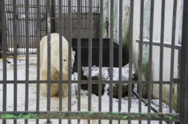 С новым домом! В Большереченском зоопарке тигров поздравили с новосельем