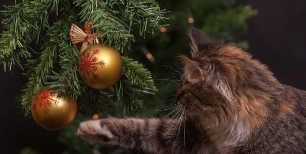 Изумрудные иголки и запах хвои: с умом выбираем новогоднюю ёлку