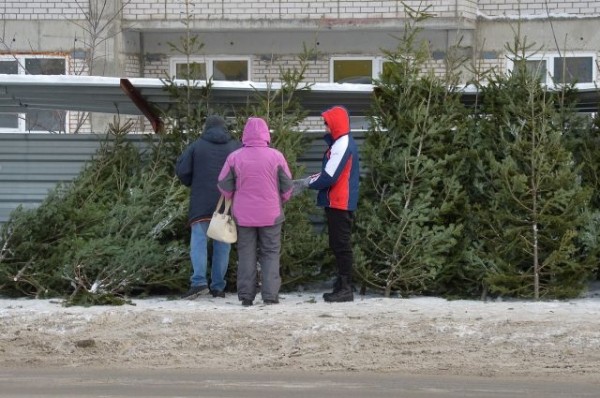 В Омске продавали опасные ёлки