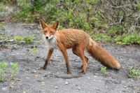 В омской деревне из-за бешеного кота вводят карантин