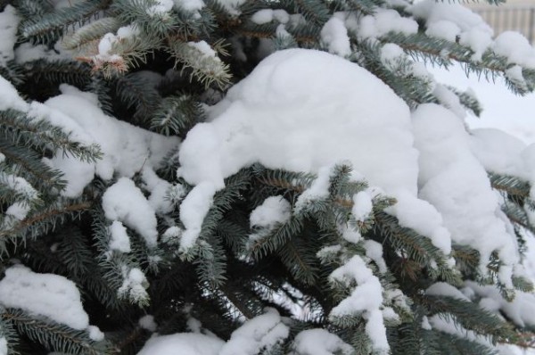 В начале недели омичей ждет небольшой снегопад