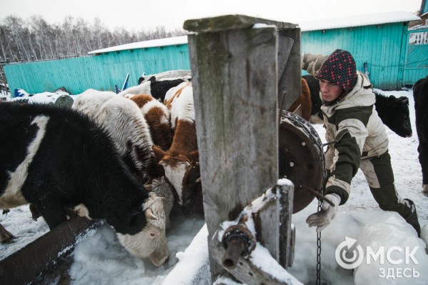 Колыбель омского "ТикТока". Как журналист "Омск Здесь" с Лёхой из деревни на берёзу лазил Колыбель омского "ТикТока". Как журналист "Омск Здесь" с Лёхой из деревни на берёзу лазил