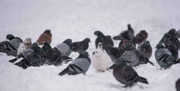 Не пить и не растирать. Омичам рассказали, как вести себя при обморожении Не пить и не растирать. Омичам рассказали, как вести себя при обморожении