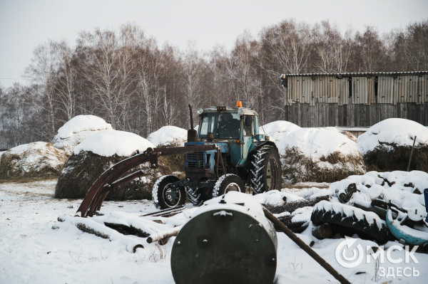 Колыбель омского "ТикТока". Как журналист "Омск Здесь" с Лёхой из деревни на берёзу лазил Колыбель омского "ТикТока". Как журналист "Омск Здесь" с Лёхой из деревни на берёзу лазил