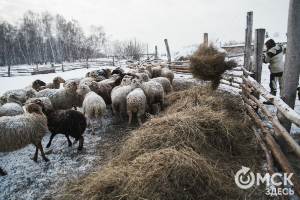Колыбель омского "ТикТока". Как журналист "Омск Здесь" с Лёхой из деревни на берёзу лазил Колыбель омского "ТикТока". Как журналист "Омск Здесь" с Лёхой из деревни на берёзу лазил