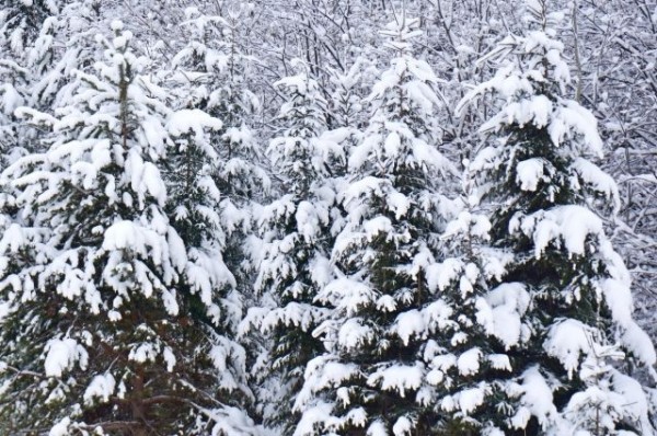 Похолодание до -23 градусов ожидает омичей в начале рабочей недели