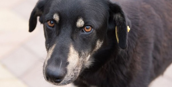 В Омске увеличилось количество бездомных собак из-за дачников