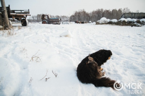 Колыбель омского "ТикТока". Как журналист "Омск Здесь" с Лёхой из деревни на берёзу лазил Колыбель омского "ТикТока". Как журналист "Омск Здесь" с Лёхой из деревни на берёзу лазил
