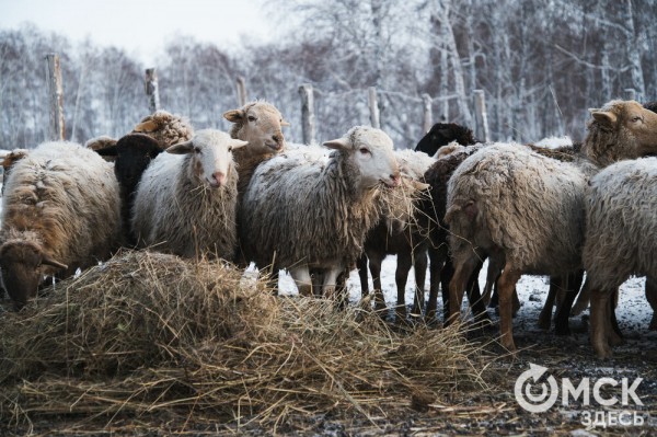 Колыбель омского "ТикТока". Как журналист "Омск Здесь" с Лёхой из деревни на берёзу лазил Колыбель омского "ТикТока". Как журналист "Омск Здесь" с Лёхой из деревни на берёзу лазил