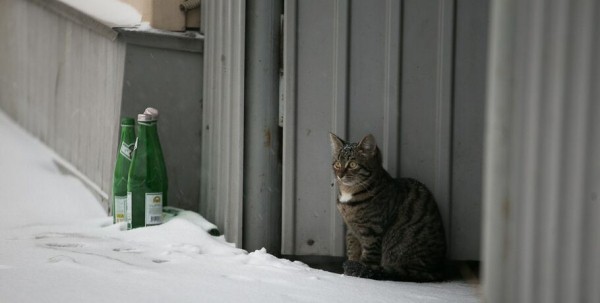 Первый рабочий понедельник в Омской области будет морозным