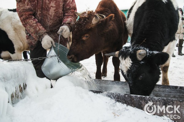 Колыбель омского "ТикТока". Как журналист "Омск Здесь" с Лёхой из деревни на берёзу лазил Колыбель омского "ТикТока". Как журналист "Омск Здесь" с Лёхой из деревни на берёзу лазил