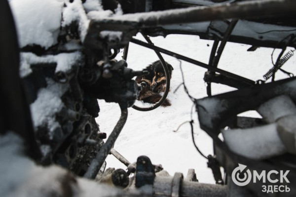 Колыбель омского "ТикТока". Как журналист "Омск Здесь" с Лёхой из деревни на берёзу лазил Колыбель омского "ТикТока". Как журналист "Омск Здесь" с Лёхой из деревни на берёзу лазил