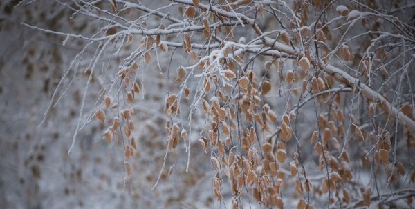 Аномальные морозы в Омске резко сменятся потеплением до -5 градусов