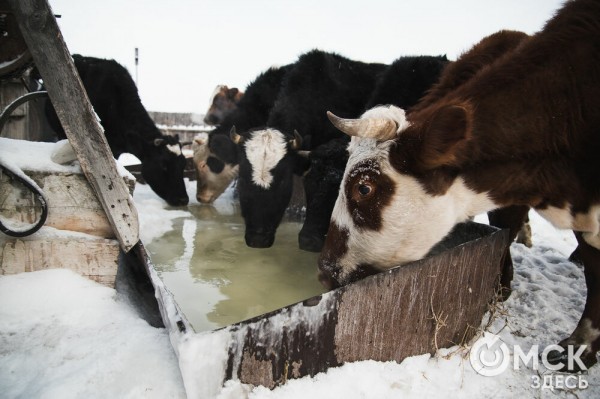 Колыбель омского "ТикТока". Как журналист "Омск Здесь" с Лёхой из деревни на берёзу лазил Колыбель омского "ТикТока". Как журналист "Омск Здесь" с Лёхой из деревни на берёзу лазил