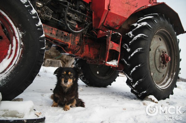 Колыбель омского "ТикТока". Как журналист "Омск Здесь" с Лёхой из деревни на берёзу лазил Колыбель омского "ТикТока". Как журналист "Омск Здесь" с Лёхой из деревни на берёзу лазил