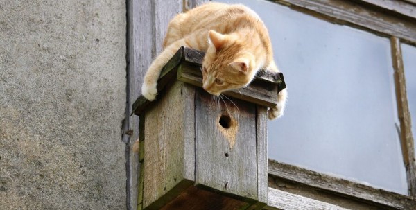 Животных омской деревни закрыли на карантин