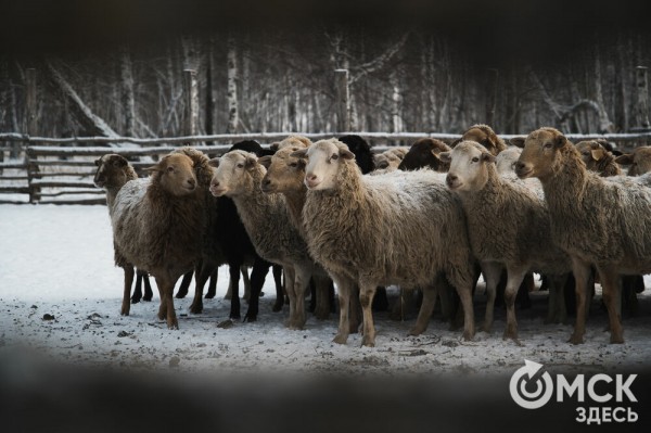 Колыбель омского "ТикТока". Как журналист "Омск Здесь" с Лёхой из деревни на берёзу лазил Колыбель омского "ТикТока". Как журналист "Омск Здесь" с Лёхой из деревни на берёзу лазил