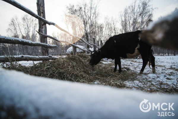 Колыбель омского "ТикТока". Как журналист "Омск Здесь" с Лёхой из деревни на берёзу лазил Колыбель омского "ТикТока". Как журналист "Омск Здесь" с Лёхой из деревни на берёзу лазил