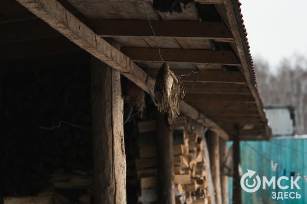 Колыбель омского "ТикТока". Как журналист "Омск Здесь" с Лёхой из деревни на берёзу лазил Колыбель омского "ТикТока". Как журналист "Омск Здесь" с Лёхой из деревни на берёзу лазил